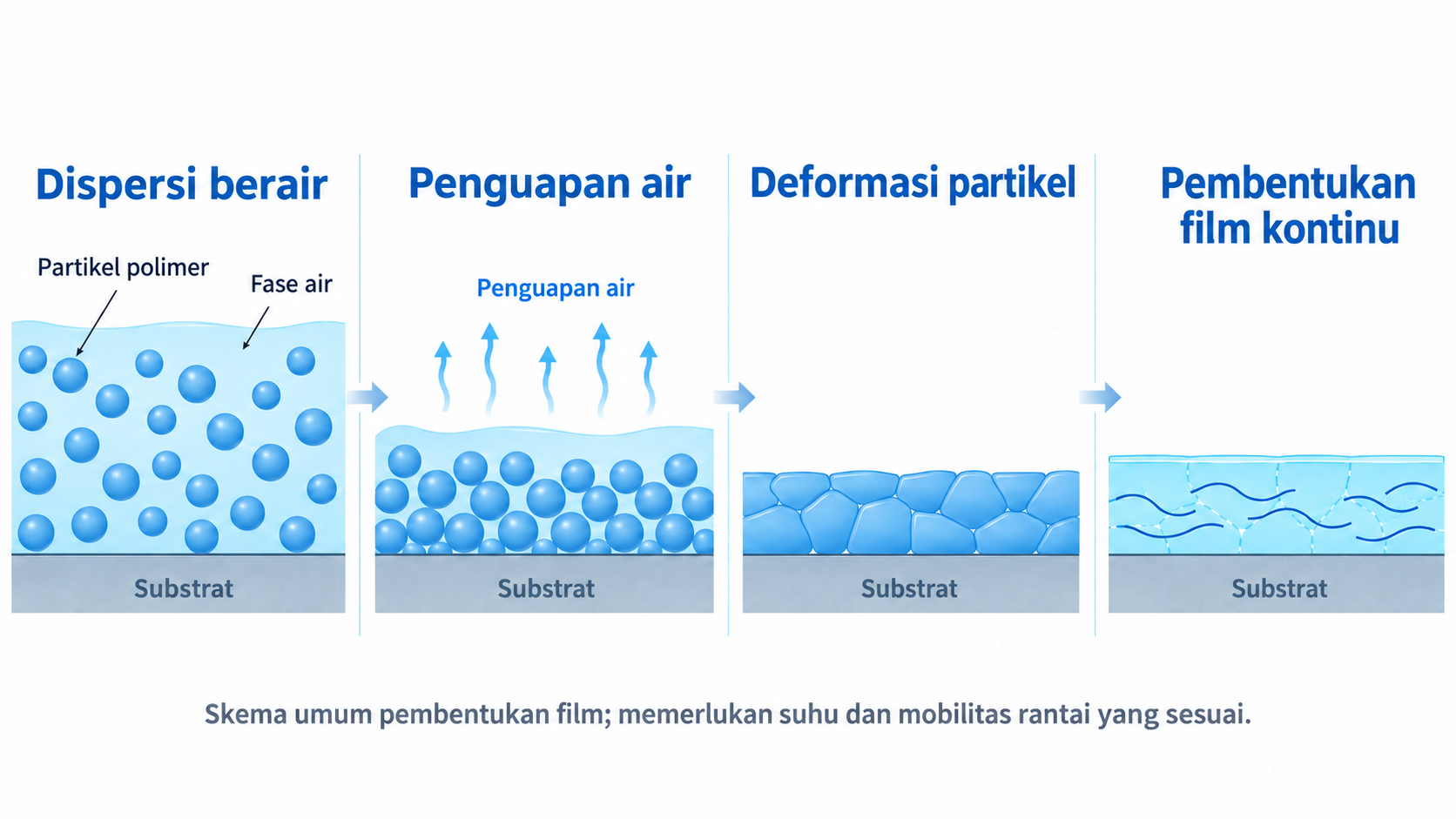 Ilustrasi pelepasan air, susunan partikel, dan pembentukan film polimer kontinu