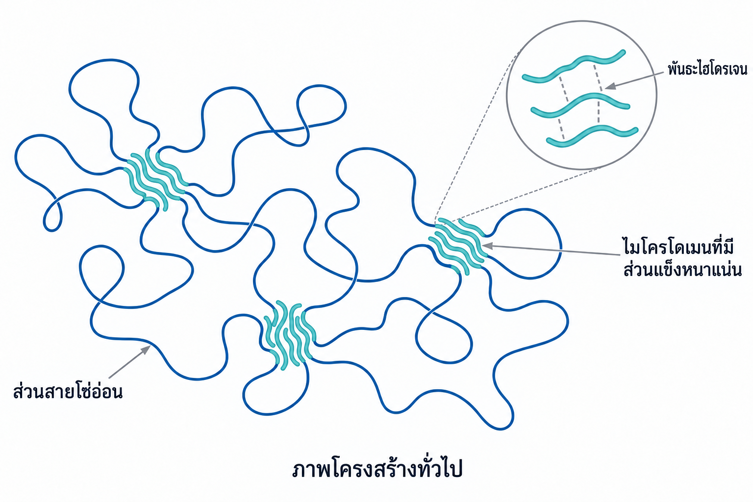 ภาพแนวคิดของส่วนอ่อนและโดเมนส่วนแข็งในพอลิยูรีเทน