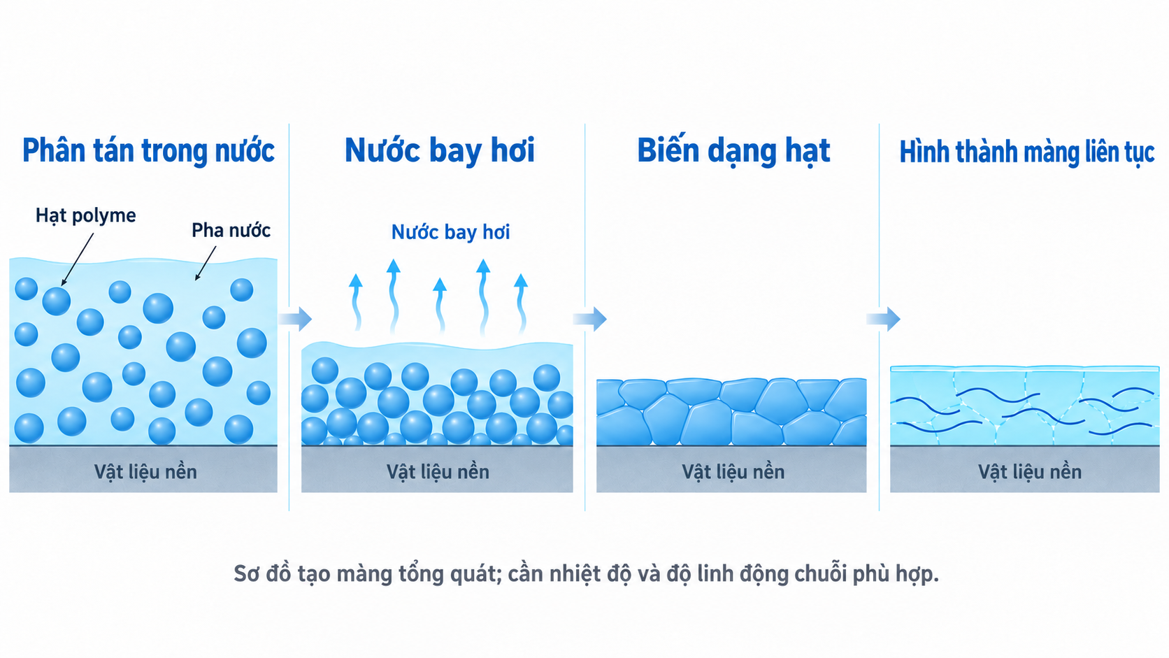 Sơ đồ chung về hạt polyme gốc nước tiến lại gần, biến dạng và hợp nhất trong quá trình tạo màng.